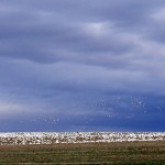 img_0033-snow-geese1