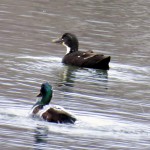 img_0061-ducks-in-waterloo