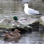 img_0065-duck-duck-gull