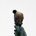 img_0065-watching-her-like-a-hawk-i-mean-falcon