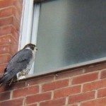 Unbanded Falcon at BS -1-9-16
