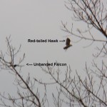 BS Falcon Chases RTH -1-9-16