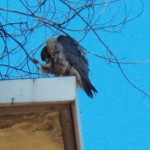 Unbanded Falcon at BS -1-7-16