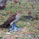 Coopers Hawk with Pigeon at MC -1-16-16