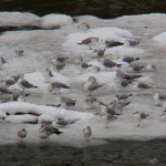 Gulls on Ice -1-24-16