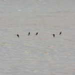 Long-tailed Duck on Lake Ontario -1-16-16