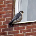 img_0020-bs-falcon
