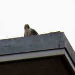 img_0020-unbanded-falcon-at-bs
