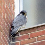 img_0056-unbanded-bs-falcon