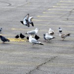 img_0086-birds-eating-at-medley-centre