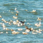 Long-tailed Duck Raft on Lake Ontario -2-2-16
