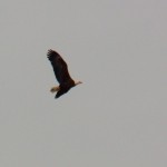 Adult Bald Eagle Over Lake Ontario -2-15-16
