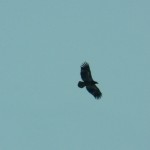 Juvie Bald Eagle Over Buck Pond -2-15-16