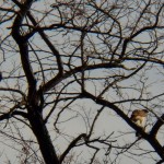 Red-tailed Hawks at Medley Center -2-3-16