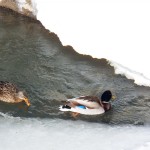 4-ducks-on-river-2-18-16
