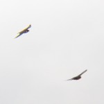 Two Falcons at BS -2-1-16