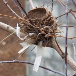 Nest near Genesee River -2-6-16