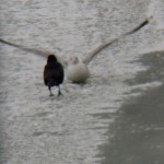 Crow Stalking Sleeping Gulls -2-15-16