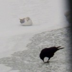 Crows and Gulls on the River Ice -2-15-16