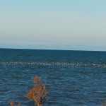Long-tailed Duck Raft on Lake Ontario -2-2-16