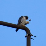img_0028-falcon-power-sign