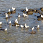 img_0072-gulls-in-the-river