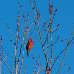 Singing Cardinal -3-6-16