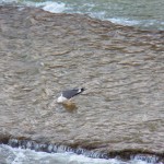 Great Black Backed Gull -3-30-16