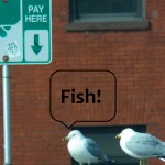 Gulls Want Fish!  :) -3-4-16