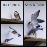 Billie and Seth Copulate by Dana -3-18-16