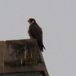 3rd Falcon on NE Corner of KO Bldg 20 -4-10-16