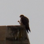 3rd Falcon on KO Bldg 20 Red Band? -20-4-10-16