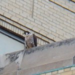 3rd Falcon on KO Bldg 20 -4-10-16