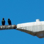 The Three Amigos aka Starlings -4-17-16