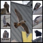 Dana's Collage of 3rd Falcon Tessa???-4-10-16