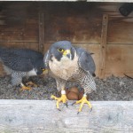 4-21-16-B&DC in Nest Box -maincamera_20160421-174900