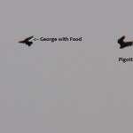 Just Before Pigott & George Food Exchange -4-6-16