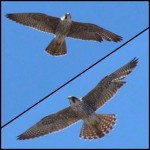 Juvie Peregrine Falcon Over TSB by Dana 4-16-16