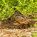 Woodcock in Firehouse Woods -5-28-16