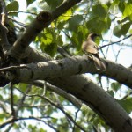 Black-billed Cuckoo in Church Woods -5-28-16