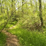 Firehouse Woods -5-28-16