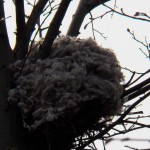 Cotton Covered Nest -4-30-16