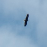 13-bald-eagle-flyover-6-11-16