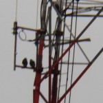 2 Juvies Together on the Jail Comm Twr -6-29-16