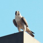 13-falcon-at-medley-ctr-7-5-16