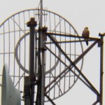 22-leo-on-shoretel-antenna-7-10-16