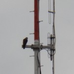 4-juvie-on-rgs-antenna-7-12-16
