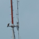 6-beauty-on-rgs-antenna-7-12-16