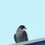 9-falcon-at-medley-ctr-7-5-16