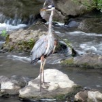 img_0005-gbh-in-river